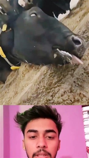 না ভাই গরুর জন্য দোয়া করার দরকার নাই 🤣🤣#shortsfeed #reaction #viralvideo