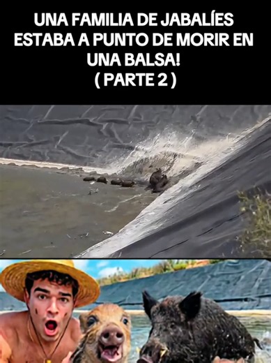 UNA FAMILIA DE JABALÍES ESTABA A PUNTO DE MORIR EN UNA BALSA! | PARTE 2 #animales#fyp#parati#rescate#ayudando