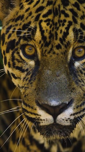 We're working hard to protect our natural world for future generations. | WWF UK