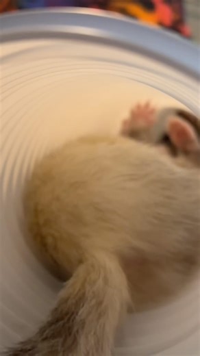 Little Ferret Dances