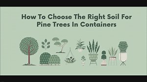 How To Choose The Right Soil For Pine Trees In Containers