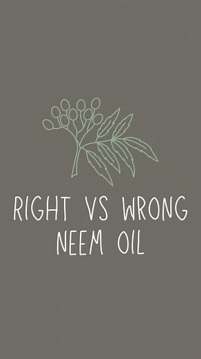 ⚠️Not all neem oil is created equal…just like the oils that are available in our grocery stores! Neem oil actually has over 100 active compounds, but here are the two that are well-known for their benefits in the garden: 1) Azadirachtin: Effectively repels many garden pests, yet it will not harm beneficial insects like butterflies, honeybees or ladybugs as long as it is applied properly 2) Nimbin: Inhibits the overgrowth of fungus and bacteria 💫Cold pressed neem oil is what we’re looking for! C