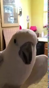 1.2K views · 3.1K reactions | Asking Buttons Questions | Buttons the Cockatoo | Facebook