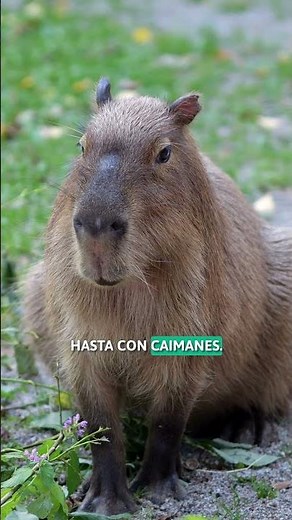 ¡Así es el CAPIBARA o CARPINCHO! 🦦💛 El AMIGO de TODOS los ANIMALES #Carpincho #SHORTS🦦💛
