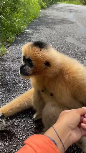 A couple of gibbons enjoying climbing a tree 🌳🌴 #fun #monkeys #animals
