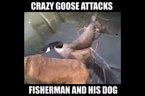 Goose, it's what's for dinner... | Mojo TV