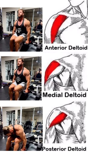 Most people don’t train their shoulders — they just press heavy and hope they grow. That’s why 90% of guys have flat, narrow shoulders with no rear delt to balance their frame. If you want that full 3D look, you have to think like a bodybuilder — not just a lifter. Your shoulders are made of three heads: t•tFront (Anterior) – moves your arms forward. t•tSide (Lateral) – gives width and roundness. t•tRear (Posterior) – builds depth and balance. Hit all three and you’ll instantly look wider, stron