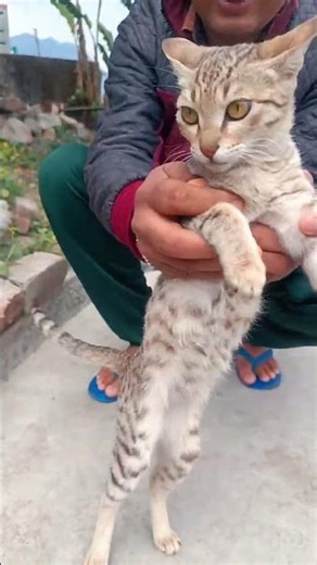 patli kamriya #catvideos