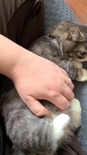 We’ve raised $184 so far for Simply Cats the shelter that saved Winky’s life. Our goal is $1,000 by September 27th, and we are running out of time. This isn’t just about a plushie. Every Winky plush adopted helps Simply Cats care for the cats and kittens still waiting for their chance, just like Winky once did. 🐾 After we reach $1,000 for the shelter, the remaining funds will go to Winky’s upcoming medical care and supplies for our foster kittens, who need food, toys, and cozy blankets while th