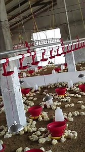 Broiler farm verification #livestockinspector #govtschemes