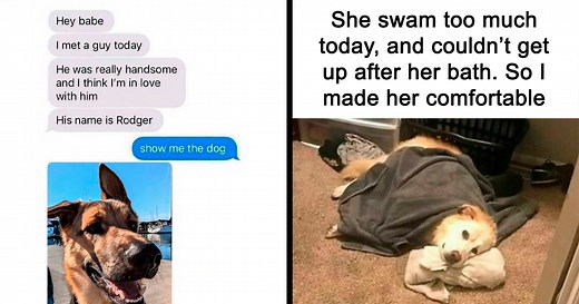 50 Funny Dog Memes That Are A True Ray Of Sunshine On A Tiring Day