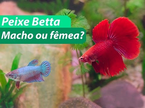 Como Saber Se o Peixe Betta é Macho ou Fêmea [DESCUBRA]