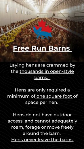 83% of laying hens are housed in battery cages, but what does this really mean and what are the other options? Lets get to know some different housing types: Battery Cages – 6-8 hens are kept in cramped, wire cages. No opportunity to walk more than a step on the wired floor. No opportunity provided to fully stretch their wings, forage or roam. Movement is severely restricted. Hens never leave the cages. Enriched/Furnished Cages – Battery cages that have a perch added, and/or plastic flaps dividi