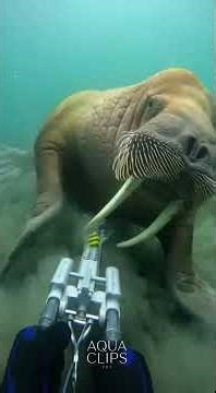 Using Underwater Tools to Catch Sea Animals | Real Undersea Fishing Operation