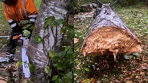 What Led To This Tree-Cutting Mishap And How To Avoid It