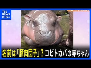 名前は「豚肉団子」？ 世界三大珍獣「コビトカバ」の赤ちゃんが人気！｜TBS NEWS DIG