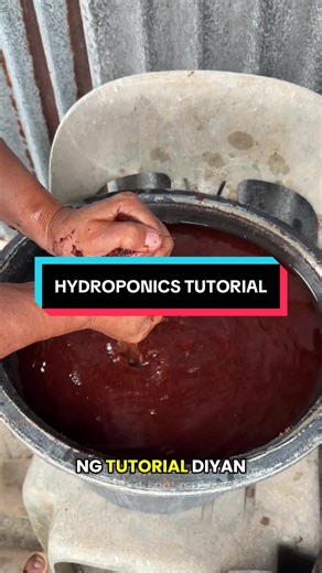 Hydroponic Lettuce Cultivation Using Coco Peat