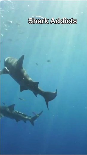 How Sharks Pee! 🦈