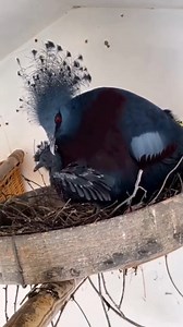 The Victoria crowned pigeon (Goura victoria) is a large, bluish-grey pigeon with elegant blue lace-like crests. #pigeon #bird #animalvideos | Animals Videos