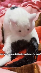 768K views · 5.2K reactions | Érdekes arcú macskák  #cat #funny #vicces #macska | Biczó Sándor | Facebook