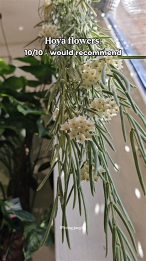 They’re beautiful… and a total mess 🌸 After four years, my Hoya Linearis finally decided to flower and now I completely get the Hoya hype 🥹 But no one told me about the aftermath 🤷‍♀️ Petals falling one by one, covering the floor like confetti. Absolute chaos... but honestly? Still worth it! 😍 Have you ever managed to get your Hoya to bloom? 🌿 Tell me which one in the comments — I’m curious! ✨ Happy growing, Plant Gang ✨️ x Robbin -------------------- 👉 Follow @living.junglee for more hous