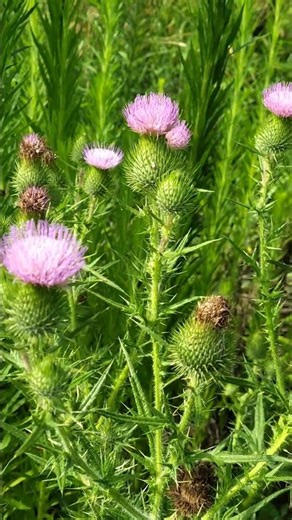 【夏の花】アメリカオニアザミはトゲがとても痛い ＃アメリカオニアザミ＃帰化植物＃花＃植物