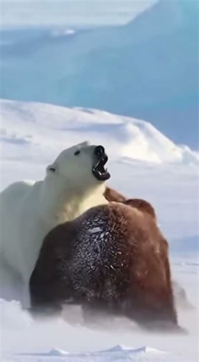 Polar Bear Mother DESTROYS 2 Grizzlies - SAVES Baby 🔥 #viral