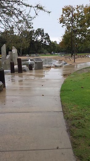 Ducky dilemma at Conejo Creek Park North (next to Thousand Oaks Library). #conejovalley #thousandoaks #conejocreekpark #ducks | Conejo Valley Guide