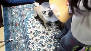 TOP 10 dog barking videos compilation 2016 ♥ Dog barking sound - Funny dogs