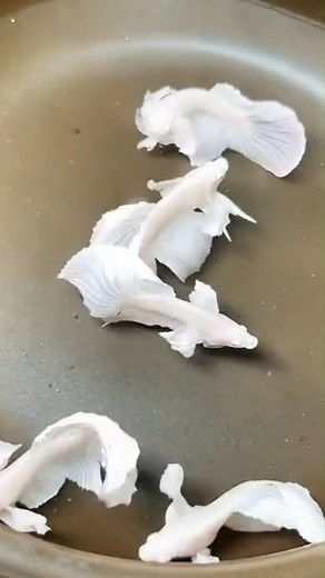 The Siamese fighting fish, commonly known as the betta, is a freshwater fish native to Southeast Asia, namely Cambodia, Laos, Myanmar, Malaysia, Indonesia, Thailand, and Vietnam #aquariumhobby #fishkeeping #bettafish #aquarium | Hendrix backyard TV