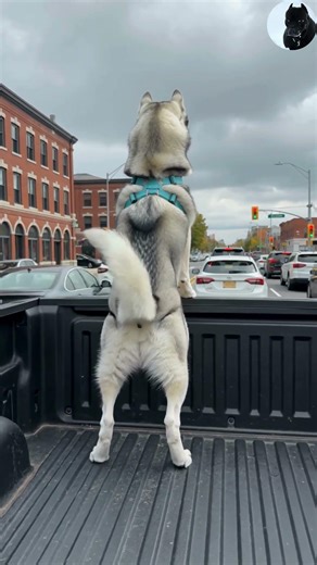 Balancing Act: This Husky Has Better Balance Than Most Humans! 🐕😂