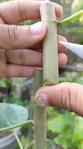 2.1M views · 9K reactions | Unique idea  To graft tree fruit #grafting #newtechniques | Easy Grafting Techniques | Facebook