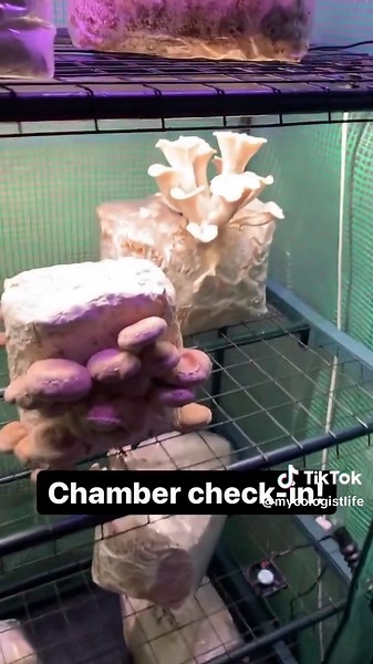 Mycology (@mycologistlife)’s videos with original sound - Mycology