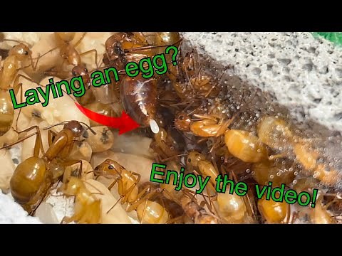 Moving my huge 250 worker Camponotus Castaneus colony into a new Ants Australia Ytong size 3 nest.