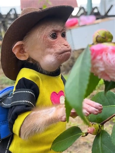 The Tragic Story of Annie the Monkey's Farm
