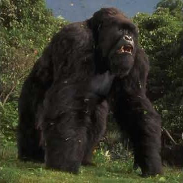 Mighty Joe Young Sound Effects 🦍 🔊