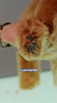 Cómo CORTAR el PELO de las ALMOHADILLAS de tu CANICHE