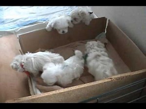 Maltese puppies playing