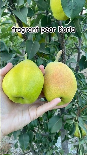 Fragrant Pear Korla