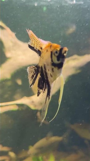The Most MAJESTIC Fish in the Tank! 🐠👑