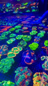 Spectacular Australian Coral!!! #carpetlobo #lobocoral #trachyphyllia | Out of the blue marines