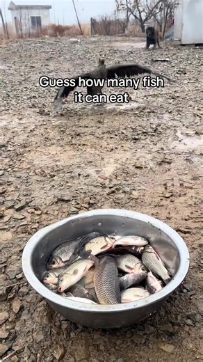 loveseaanimals1 (@loveseaanimals1)’s videos with original sound - loveseaanimals1