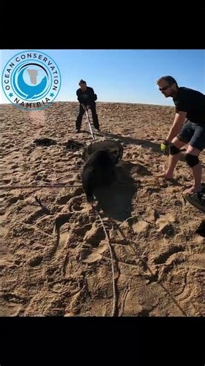 OCN Team Seal Rescue #sealrescue #wildliferescue #wildlife #seal