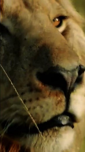 Lion Hunts Massive Hippo in the Wild | Epic Jungle Showdown 🦁🦛 lion vs hippo