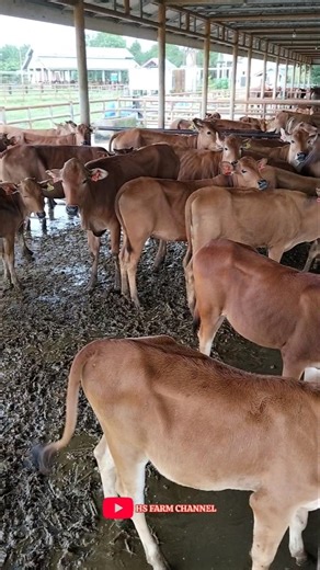 the sound of a funny cow part 26#shorts #cowsound #cow