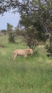 Avistamiento de Casper en la H1-3 cerca de Satara. Parece en buen estado, pero tiene algunas heridas frescas en la espalda. Estaba con otro macho viejo tal vez Mfewetu y una hembra, informa la publicación original. 📷 The Experience Africa 📍 Kruger National Park 🇿🇦 | El Rey De Las Bestias