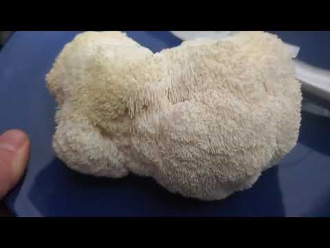 Lions Mane Mushroom How to grow from start to capsule Paul Stamets stack