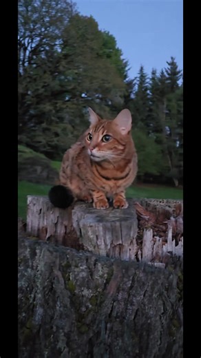 enjoying the moon on our walk tonight and found this comfy tree stump 😄 #bengal #cat #moon #nightwalk #nature #pet #catsoftiktok