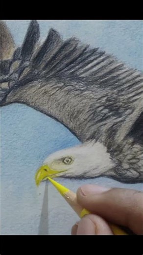 How did I draw this Bald Eagle Beak?