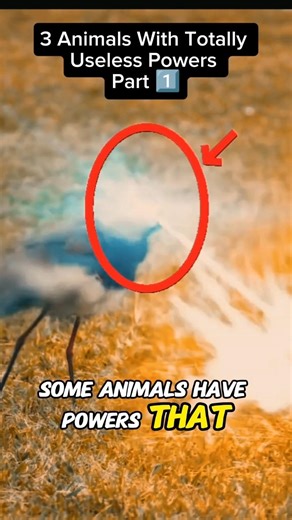 3 Animals With Totally Useless Powers 😅 | Part 1#ytshorts #wildlife